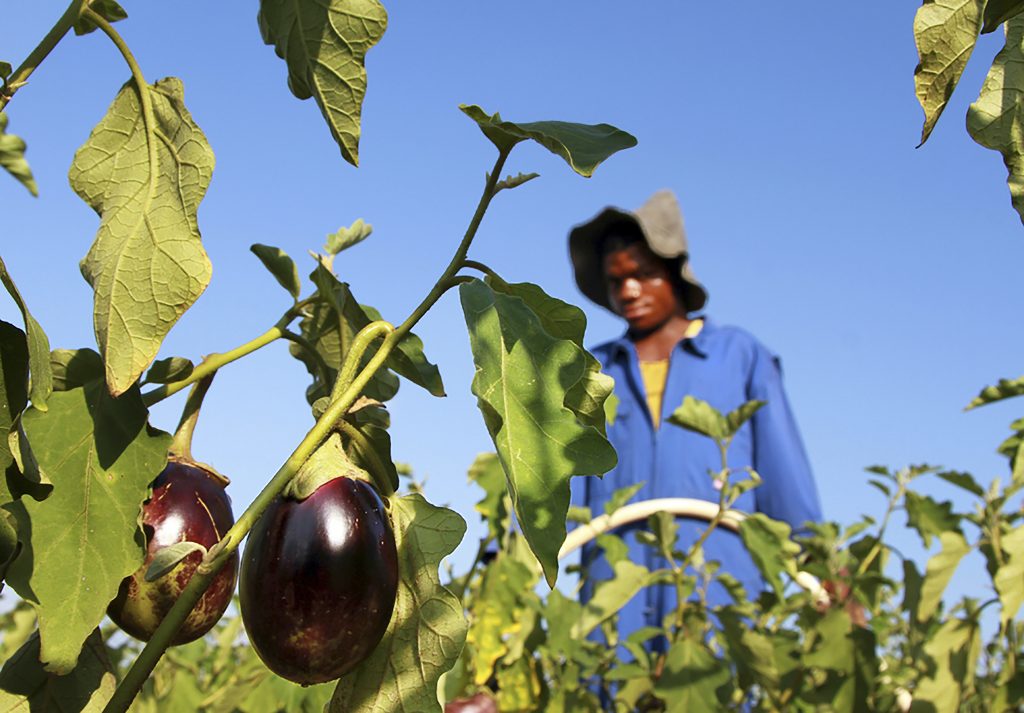 des-aubergines-de-olga_baudouin-mouanda