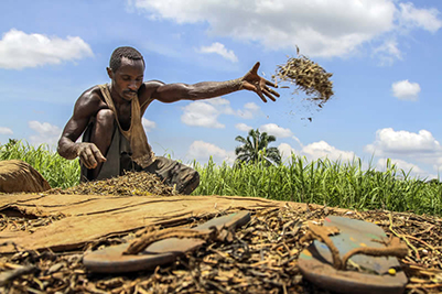 Une récolte de haricots au Congo